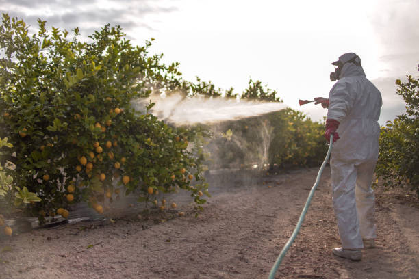 Best Bed Bug Extermination  in East Rockaway, NY
